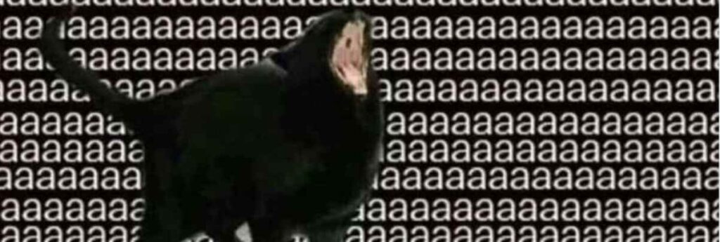 aaa میم کوین های شبکه ی سویی